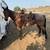 13 year old grade Gelding 3 thumbnail