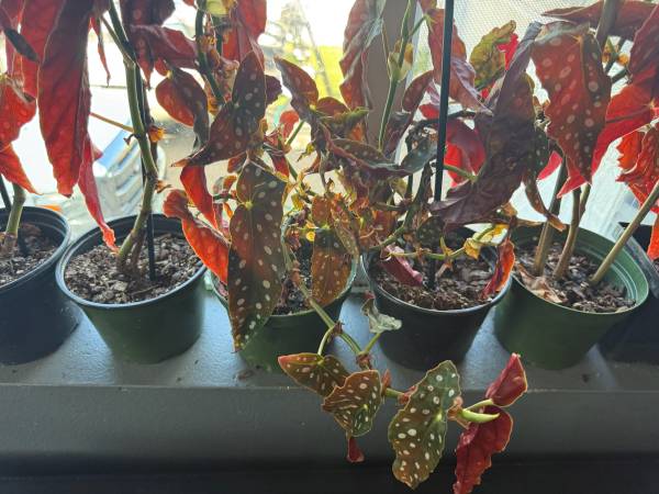 House plants!!! 1