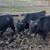 Calves 4 thumbnail