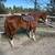 Sorrel mare 2 thumbnail