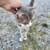 Free inside/outside cats 4 thumbnail