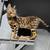 Gorgeous Bengal, M, DOB 03-09-26 1 thumbnail