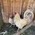 Gamefowl 1 thumbnail