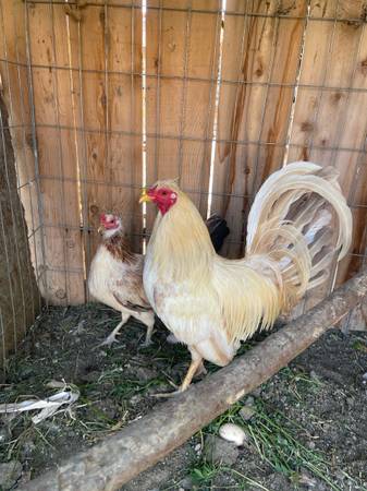 Gamefowl 1