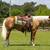 Apache 10 Yr old 14.1hh Palomino AQHA Gelding 3 thumbnail