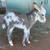 Healthy Mini Cattle, Mini Donkeys & Quality Cows Available 5 thumbnail