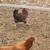 CHICKENS!!!! 3 thumbnail