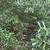 3 acres of land on FM 2954 Bremond Texas 2 thumbnail