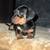 Miniature Dachshund puppy 3 thumbnail