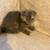 Scottish Fold 3 thumbnail