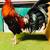 Gallos gamefowl stags pollas pollos 4 thumbnail