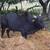 Zebu Bull - Cow Pair 6 thumbnail