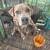 Female pitbull 1 thumbnail