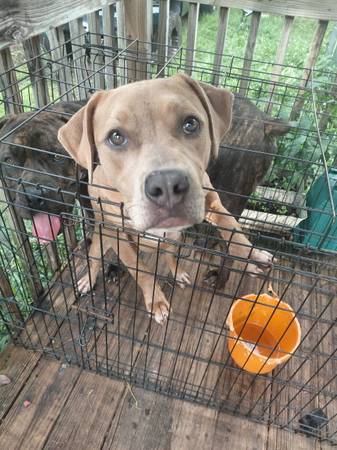 Female pitbull 1