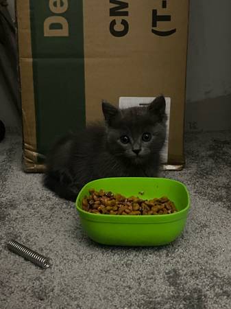 Kitten ready for a good home (Spring Valley)63819964801793120