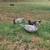 Muscovy 6 thumbnail
