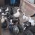 Muscovy ducks 4 thumbnail