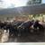 Bred cows 21 thumbnail