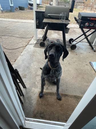 German short haired pointer 1