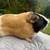 Guinea pig for adoption - very outgoing 3 thumbnail