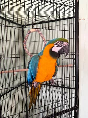 Guacamayo63439040859011121