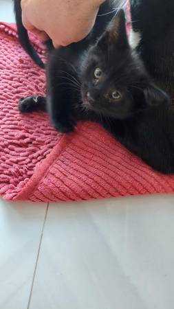 Kittens need a home570768162240614403