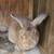 Rabbits 4 thumbnail