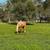 Horse for Sale 4 thumbnail