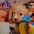 Cocker spaniel 2 thumbnail