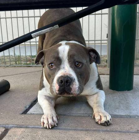 Petite, cute gray & white pit bull urgently needs home - dog friendly! (concord / pleasant hill / martinez)63941740180099120