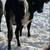 Dairy Cow 3 thumbnail