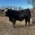 Simmental & SimAngus Bulls For Sale 1 thumbnail