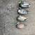 duck decoys 2 thumbnail