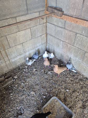 Pigeons 1