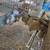 Bunnies 1 thumbnail