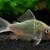 Fish 1 thumbnail