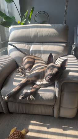 Blue nose puppy pitbull rehome - 350 (bronx)63923588825731121