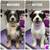 🐾Mobile Grooming - 🐶 Dog Bath - Grooming Dog 🐾 5 thumbnail