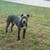 Young Male Pit Bull. 1 thumbnail