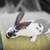 Pure Bred Rex Rabbits, No Papers 9 thumbnail