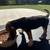 Beagle Puppies 2 thumbnail