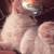 Ragdoll mix kitties 13 thumbnail