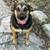 Rehome Foster dog Layla (female) needs good loving home 1 thumbnail