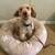 MINI Poodle potty/crate trained 4 rehome 1 thumbnail