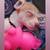 Tiny tea cup chihuahua 4 thumbnail