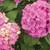 Flowering Shrubs, Ornamental Shrubs, Bushes Evergreen Shrubs 2 thumbnail