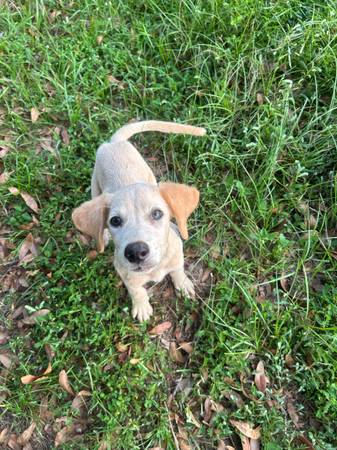 Puppies ready for their loving homes! (Jay)63836590500739120