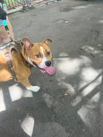 Furever home needed (New York)596078171029524483