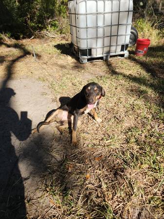Pure catahoula female 11 months old 1