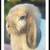 Holland Lop Bunnies 8 thumbnail